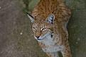 Click image for larger version

Name:	lynx.jpg
Views:	575
Size:	65,4 Kt
ID:	1603614