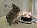 Click image for larger version

Name:	Birthday-Bunny-5.jpg
Views:	736
Size:	253,9 Kt
ID:	1622019