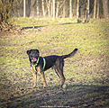 Click image for larger version

Name:	Danny the dog 023.jpg
Views:	532
Size:	815,5 Kt
ID:	1632336